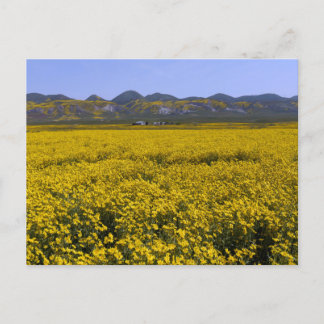 Carte Postale Paysage de champ de fleurs sauvages jaunes