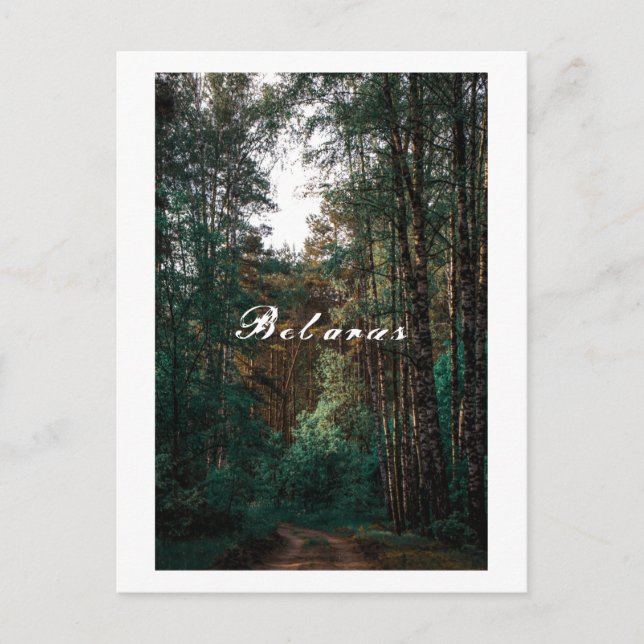 Carte Postale Paysage de forêt de bouleaux de nature Bélarus (Devant)