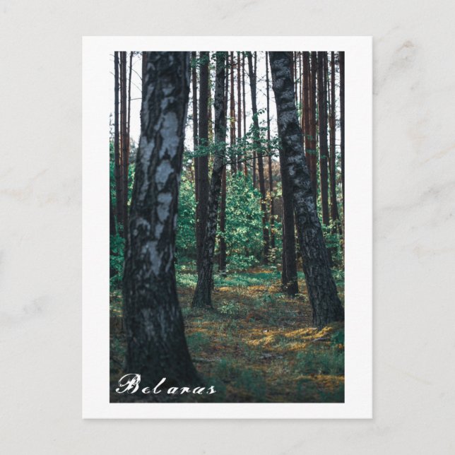 Carte Postale Paysage de forêt de bouleaux en Biélorussie sur ca (Devant)
