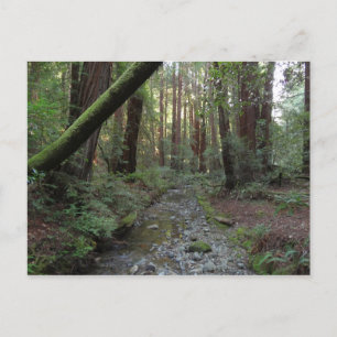 Carte Postale Paysage de la forêt de Muir Woods Stream