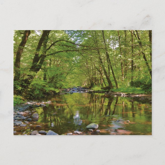 Carte Postale Paysage de la rivière Wilson (Devant)