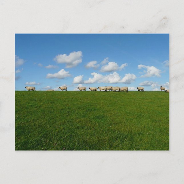 Carte Postale Paysage de prairie (Devant)