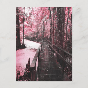 Carte Postale paysage de rêve du marais de Santee
