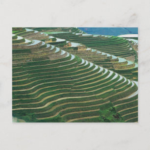 Carte Postale Paysage de rizières en terrasses dans la montagne,