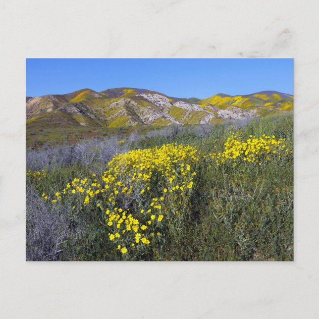 Carte Postale Paysage de terrain Fleur sauvage jaune  (Devant)