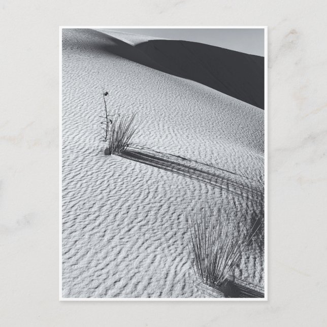 Carte Postale Paysage des dunes de sable blanc noir et blanc (Devant)