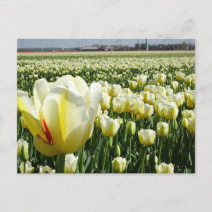 Carte Postale Paysage des Tulipes Jaunes Blanches do-it-yourself