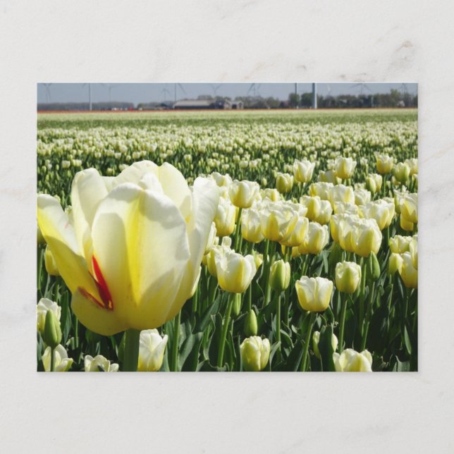 Carte Postale Paysage des Tulipes Jaunes Blanches do-it-yourself (Devant)