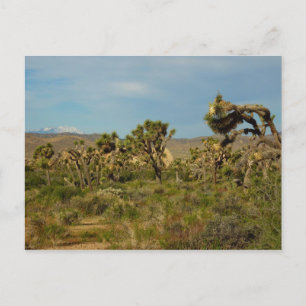 Carte Postale Paysage désertique du parc national de Joshua Tree