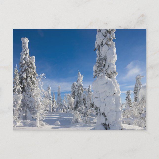 Carte Postale Paysage d'hiver à Lappland (Devant)