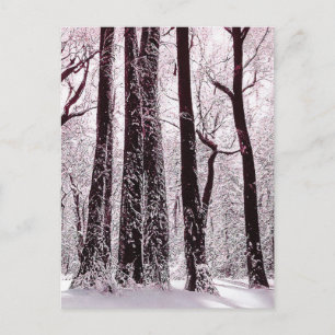 CARTE POSTALE PAYSAGE D'HIVER NEIGEUX DES BOIS FORESTIERS 