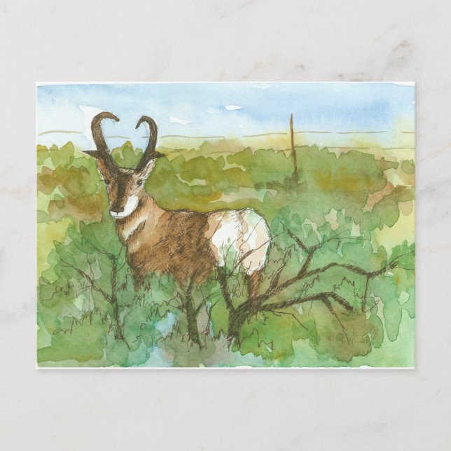 Carte Postale Paysage du désert de Pronghorn Antelope Aquarelle (Devant)
