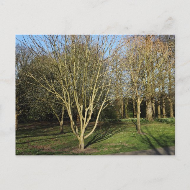 Carte Postale Paysage du parc au début du printemps (Devant)