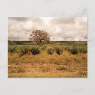 Carte Postale Paysage du Sénégal