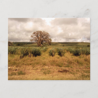 Carte Postale Paysage du Sénégal