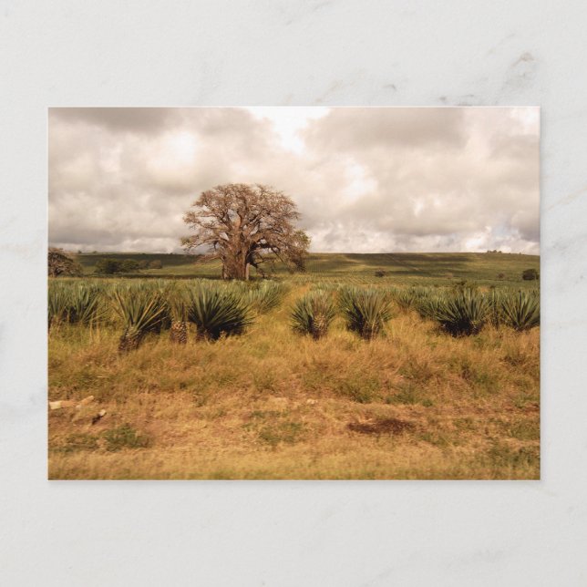 Carte Postale Paysage du Sénégal (Devant)