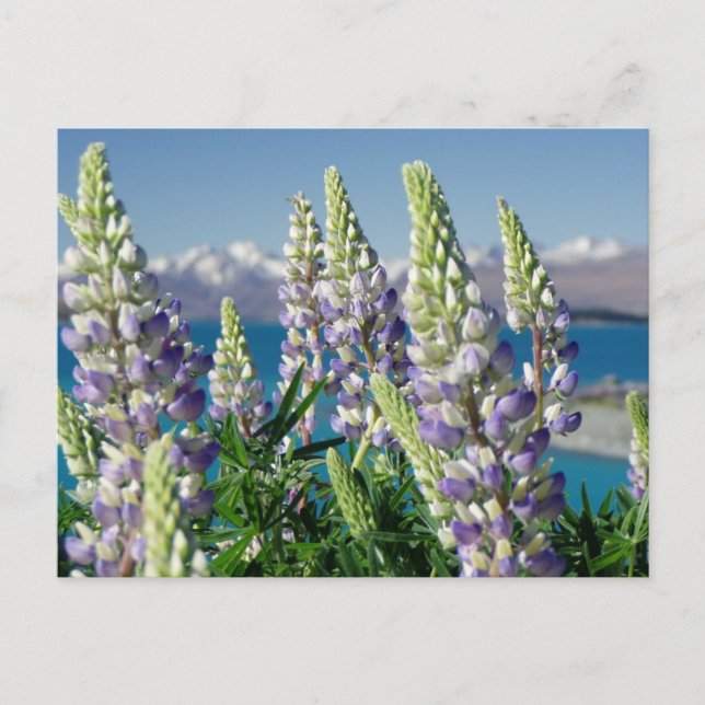 Carte Postale Paysage florissant Lupine Nouvelle-Zélande (Devant)