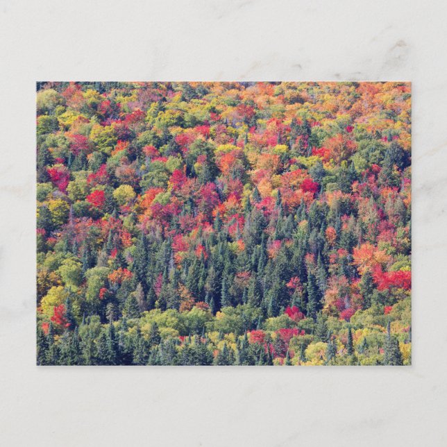 Carte Postale Paysage forestier d'automne (Devant)