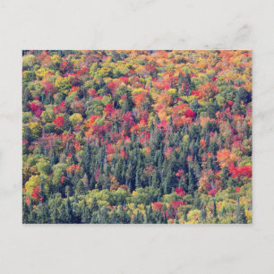 Carte Postale Paysage forestier d'automne