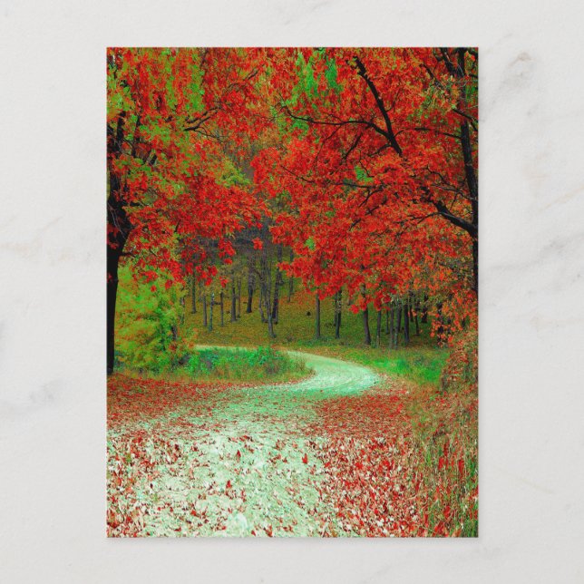 CARTE POSTALE PAYSAGE FORESTIER ROUTIER BOTANIQUE NATURE  (Devant)