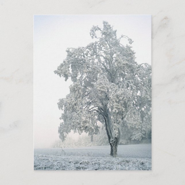 Carte Postale Paysage hivernal enneigé (Devant)