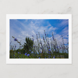 Carte Postale Paysage naturel Paysage terrain Fleurs de maïs