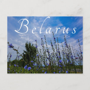 Carte Postale Paysage naturel Paysage terrain Fleurs de maïs