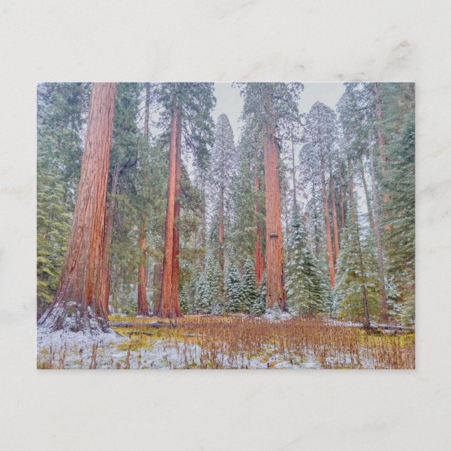 Carte Postale Paysage serein du parc national de Sequoia géant (Devant)