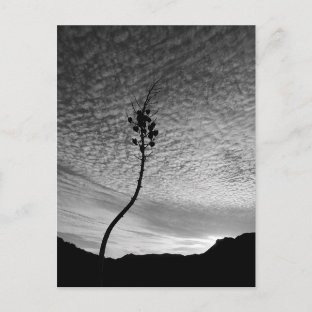 Carte Postale Paysage Sky (Devant)