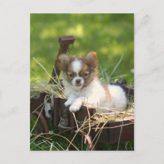 Carte Postale PaysBumpkin