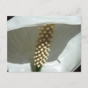 Carte Postale Peace Lily Élégante Flore Blanche
