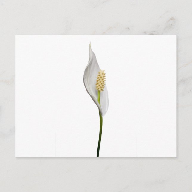 Carte Postale Peace Lily, Spathiphyllum (Devant)