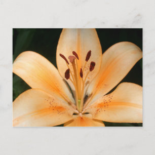 Carte postale Peach Asiatic Lily Closeuse