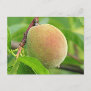 Carte Postale Peach Fuzz