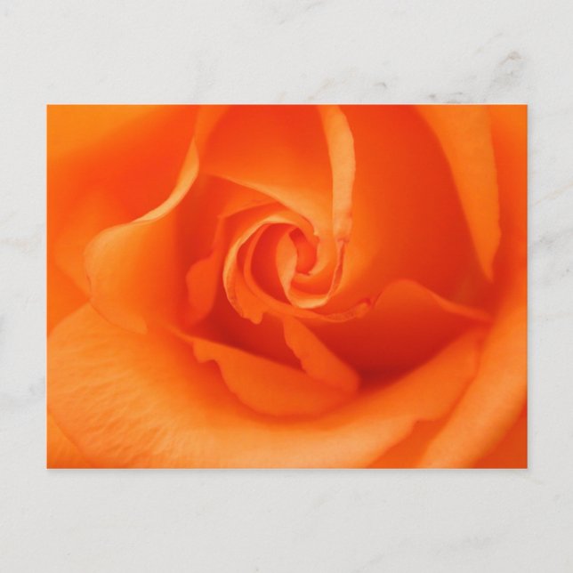 Carte Postale Peach Orange Rose (Devant)