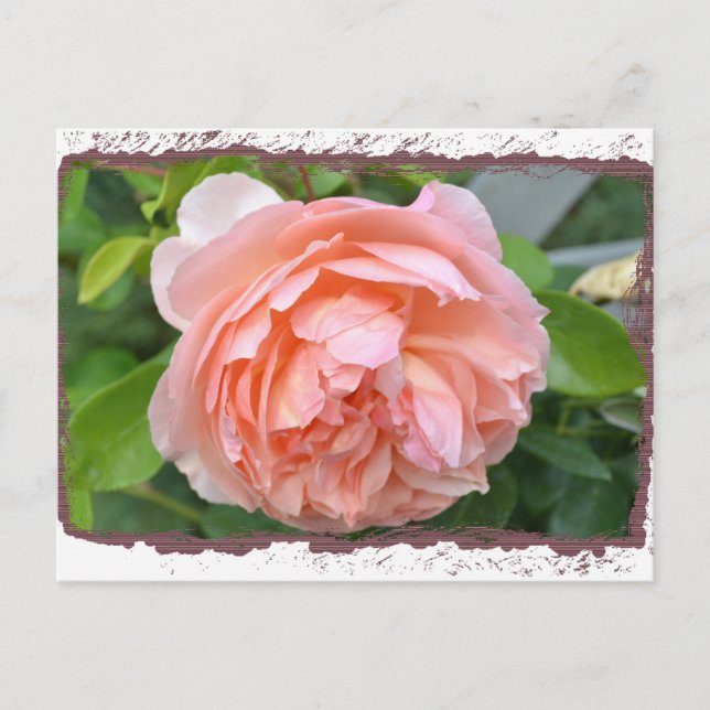 Carte postale Peach Peony (Devant)