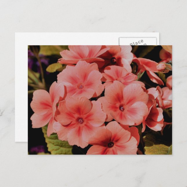 Carte Postale Peach Primrose Flowers Personnalisé (Devant / Derrière)