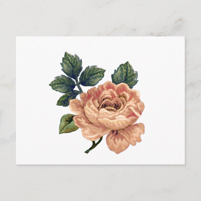 Carte Postale Peach Rose - Vintage Makeover. (Devant)