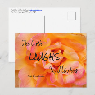 Carte Postale Peach Yellow Pink Blé Rose Photo