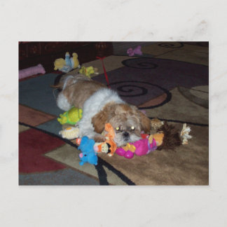Carte Postale PEACHE Le mignon Chih Tzu