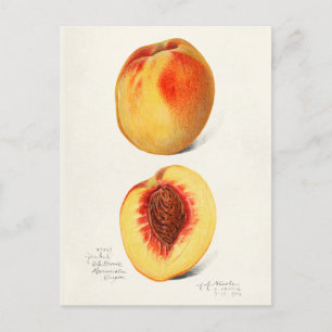 Carte Postale Peaches (Prunus Persica) Peinture à l'aquarelle de