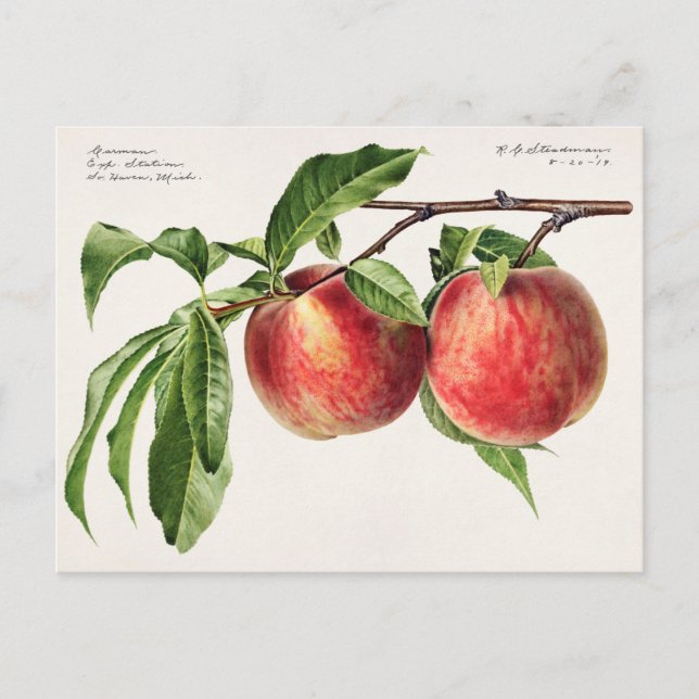 Carte Postale Peaches (Prunus Persica) Peinture à l'aquarelle de (Devant)