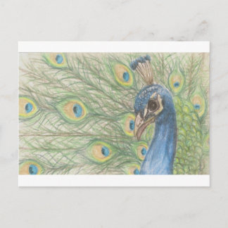 Carte postale Peacock