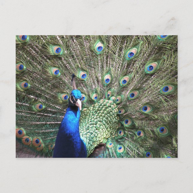 Carte postale Peacock (Devant)