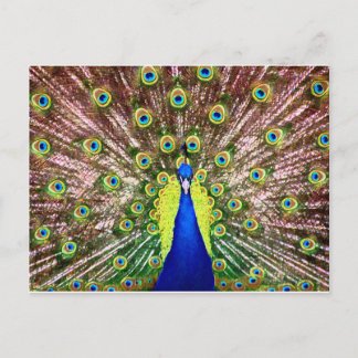 CARTE POSTALE PEACOCK