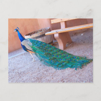 Carte postale Peacock