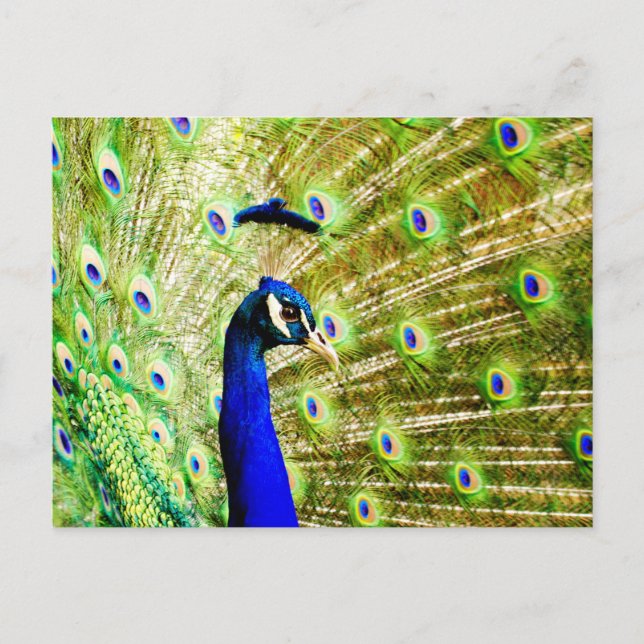 Carte postale Peacock (Devant)