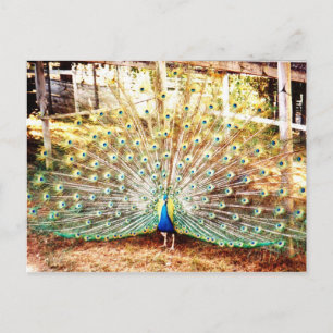Carte postale Peacock