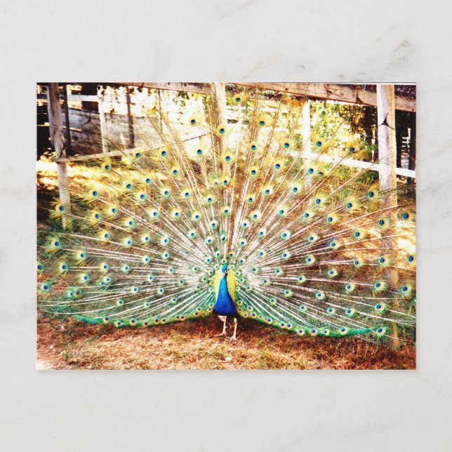 Carte postale Peacock (Devant)