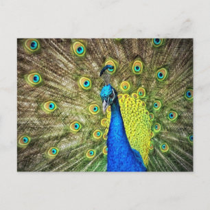 Carte postale Peacock
